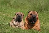 SHAR-PEI 947